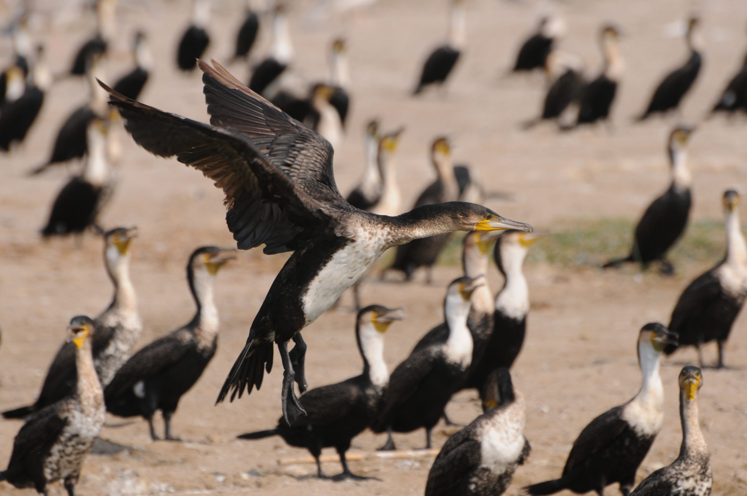 Semiliki valley – a biodiversity haven